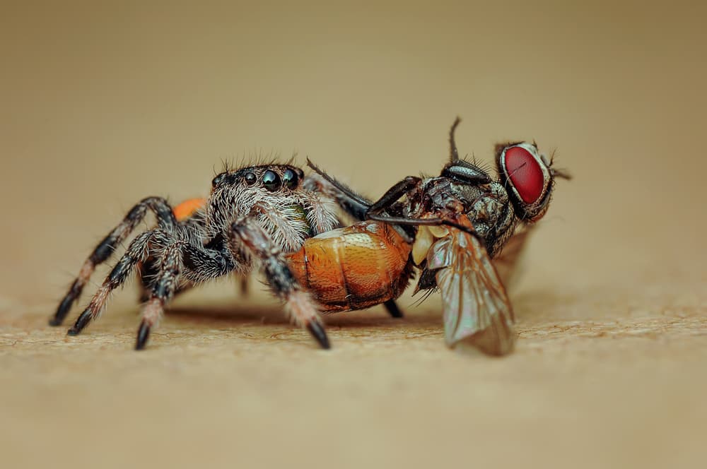 Jumping Spider Eats Fly by Edy Pamungkas — canvas wall art