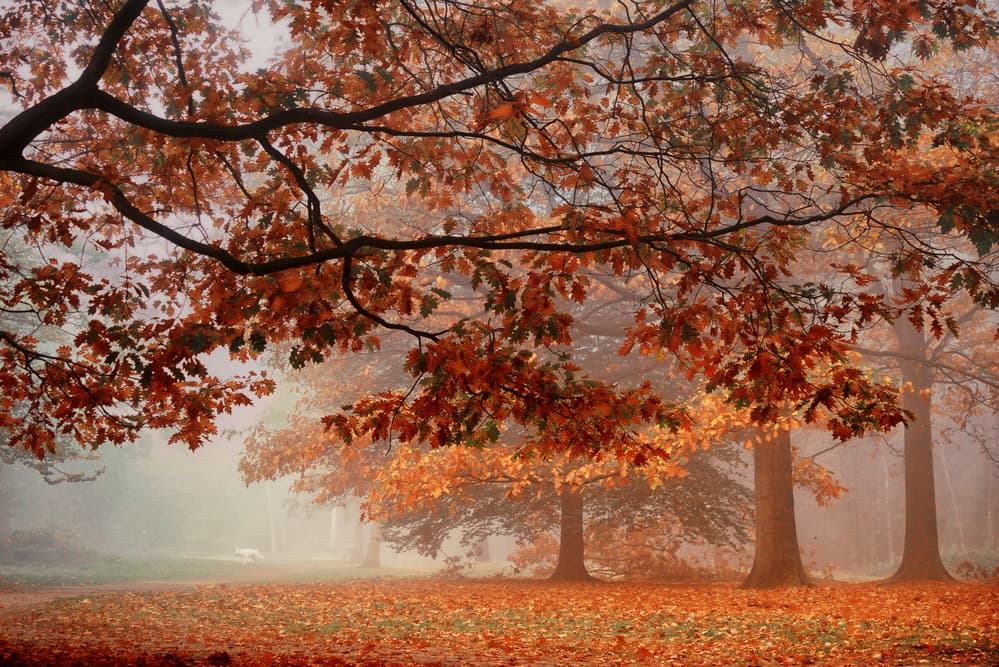 Misty Autumn Path by Saskia Dingemans — canvas wall art