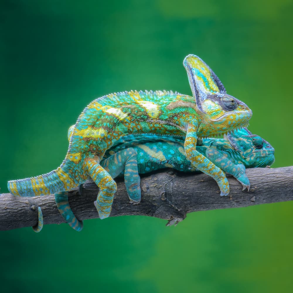 Colorful Chameleon Pair by Ajar Setiadi — canvas wall art