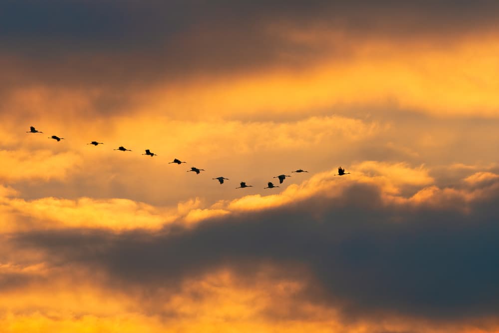 Golden Flight Formation by John Fan — canvas wall art