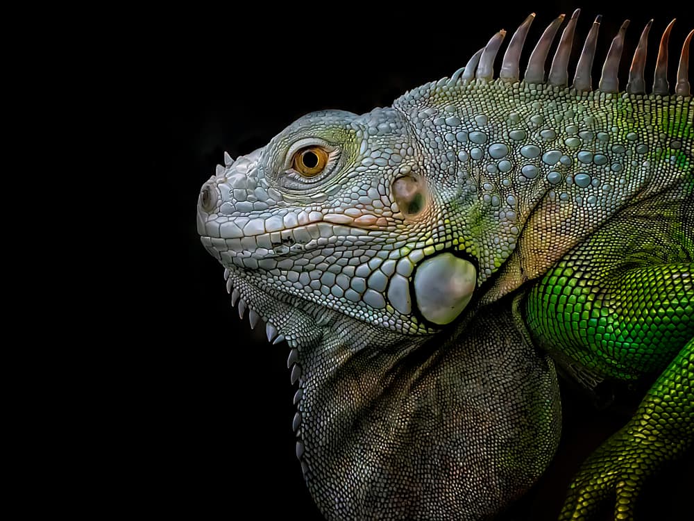 Green Iguana Portrait by Fauzan Maududdin — canvas wall art