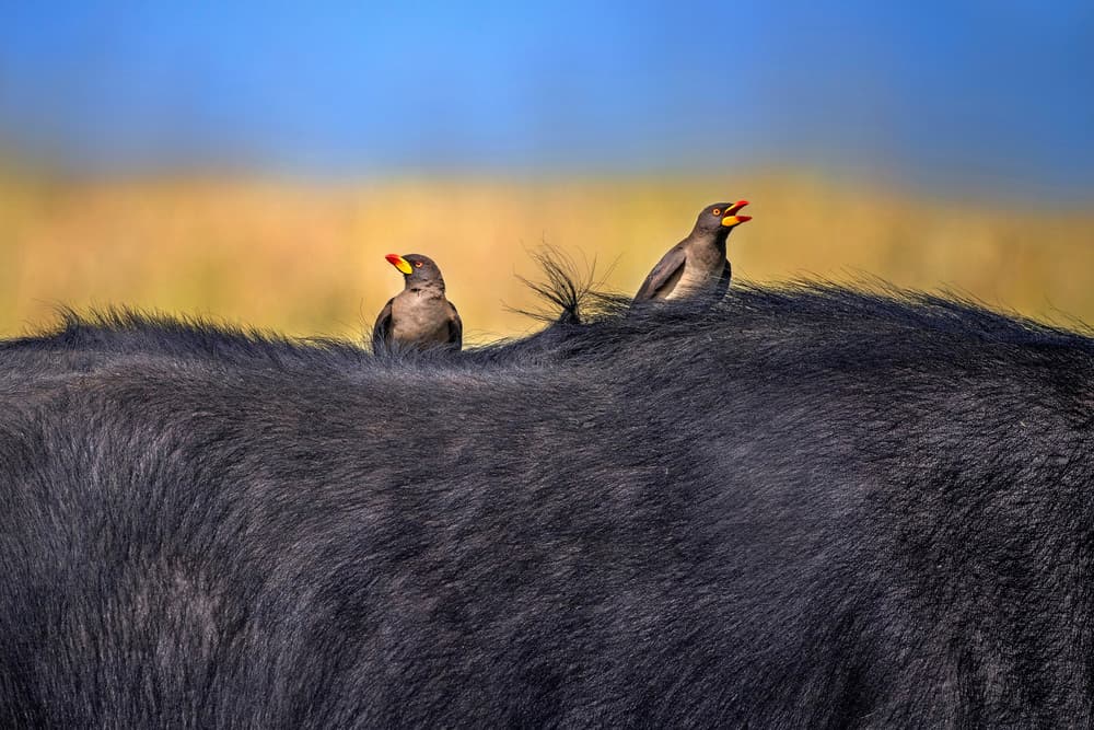 African Oxpecker Partnership by Xavier Ortega — canvas wall art
