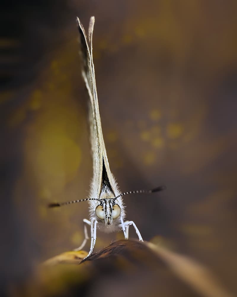 Furry Butterfly Portrait by Fauzan Maududdin — canvas wall art