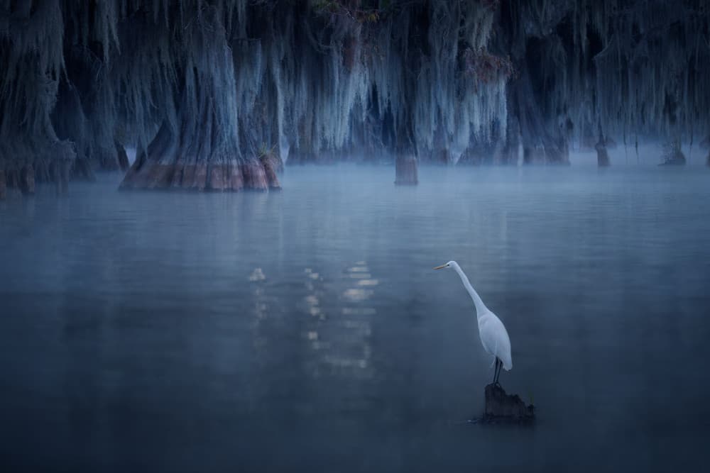 Egret In Misty Swamp by Leah Xu — canvas wall art
