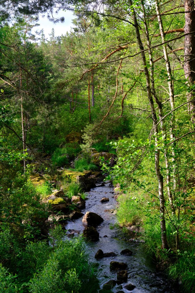 Lush Forest Stream by Geertjan Plooijer — canvas wall art