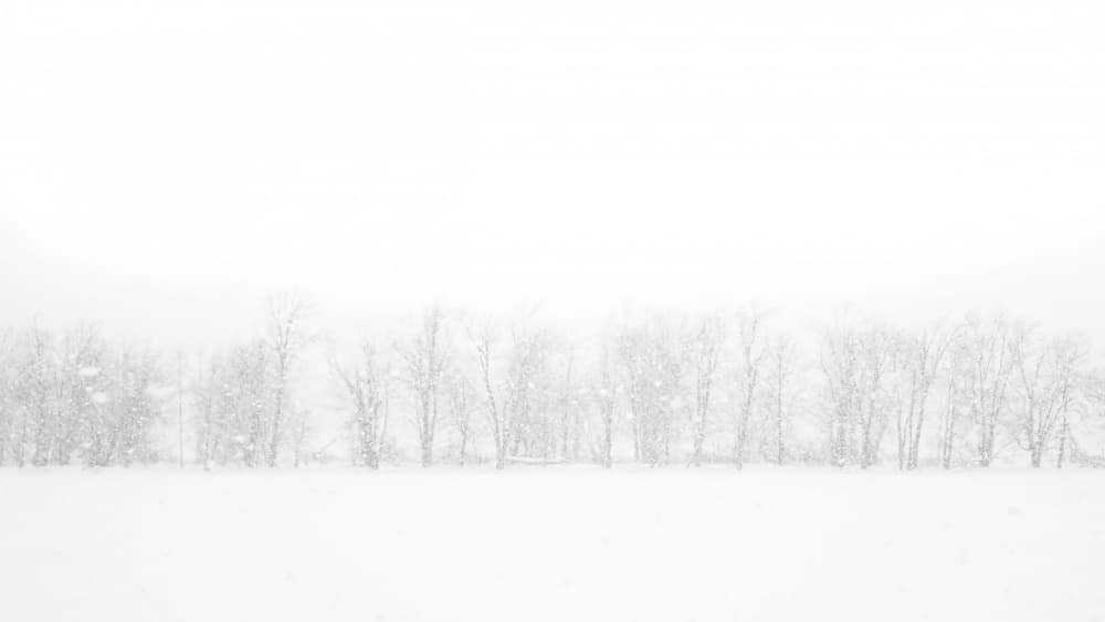 Serene Winter Trees by Lucie Gagnon — canvas wall art