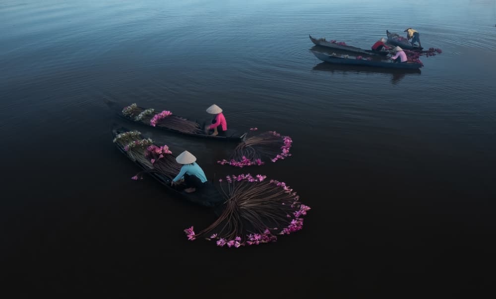 Morning Lotus Harvest by Clas Gustafson PRO — canvas wall art