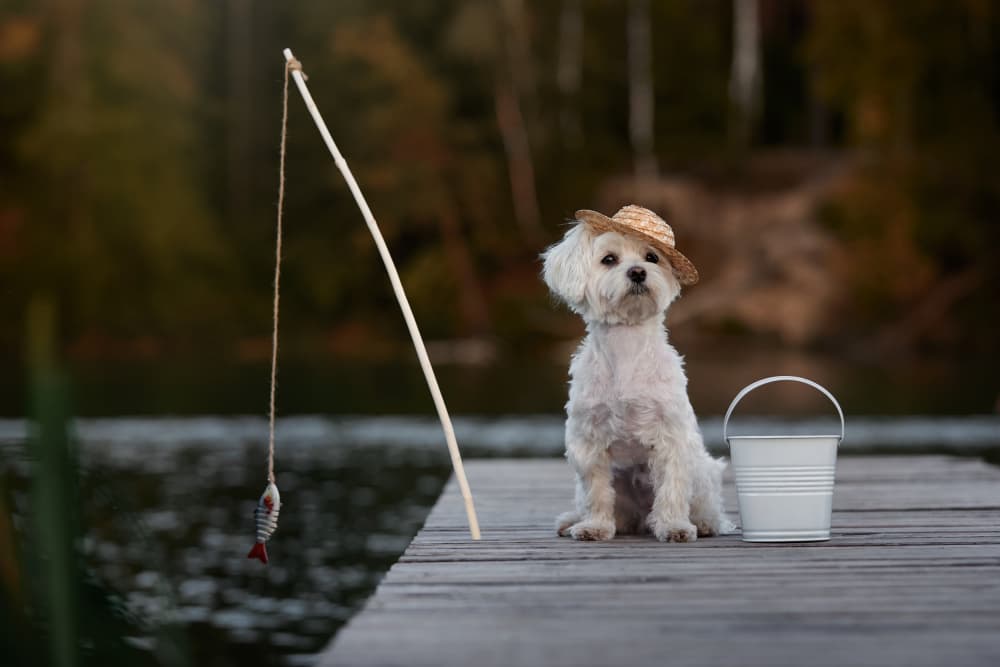 Little Dog Fisherman by Andrii Kazun — canvas wall art