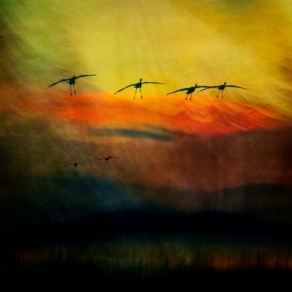 Sunset Birds Flying by Shenshen Dou — canvas wall art