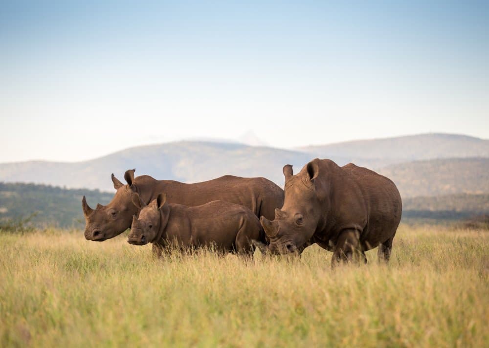 Rhino Family Safari by Jaco Marx — canvas wall art