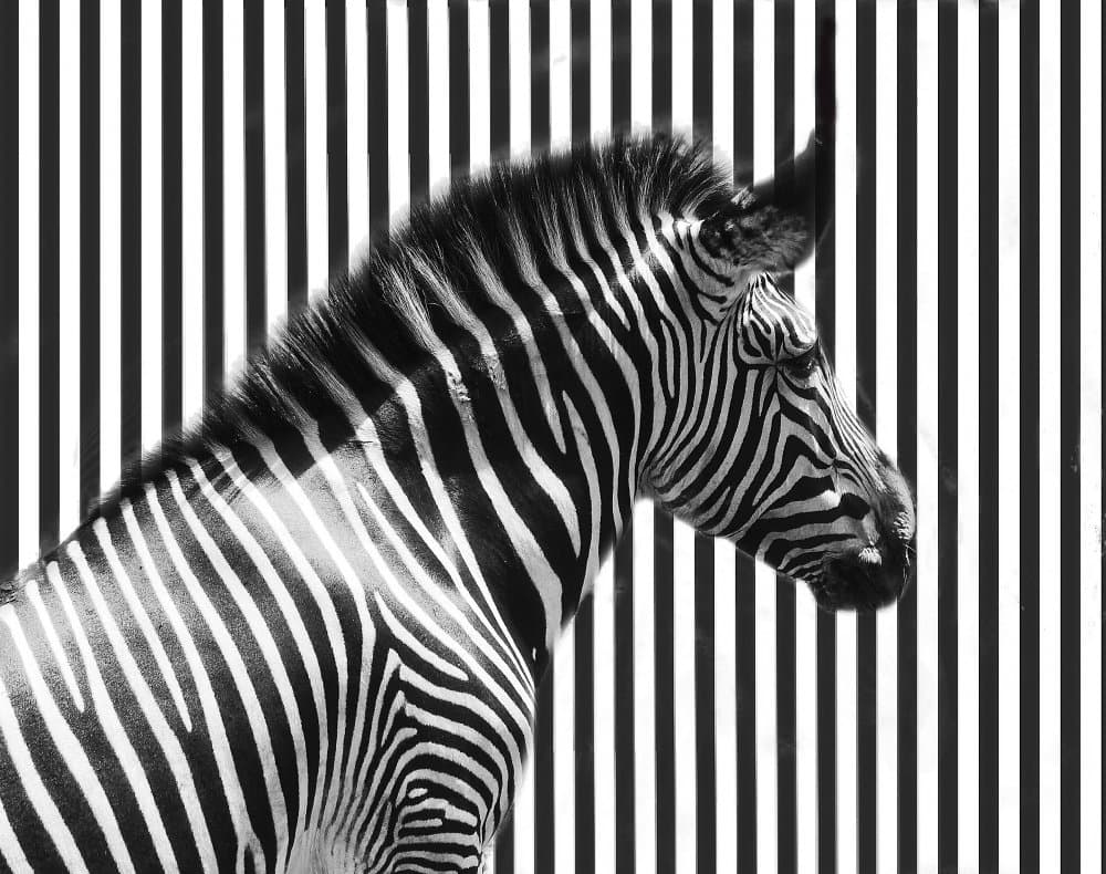 Striking Zebra Stripes by Anna Cseresnjes — canvas wall art