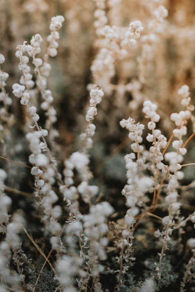 Soft White Botanical by Javier Pardina — canvas wall art