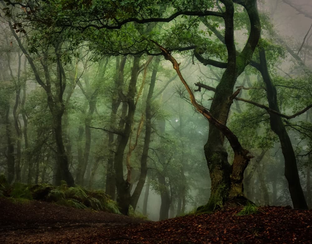 Misty Forest Path by Hilda van der Lee — canvas wall art