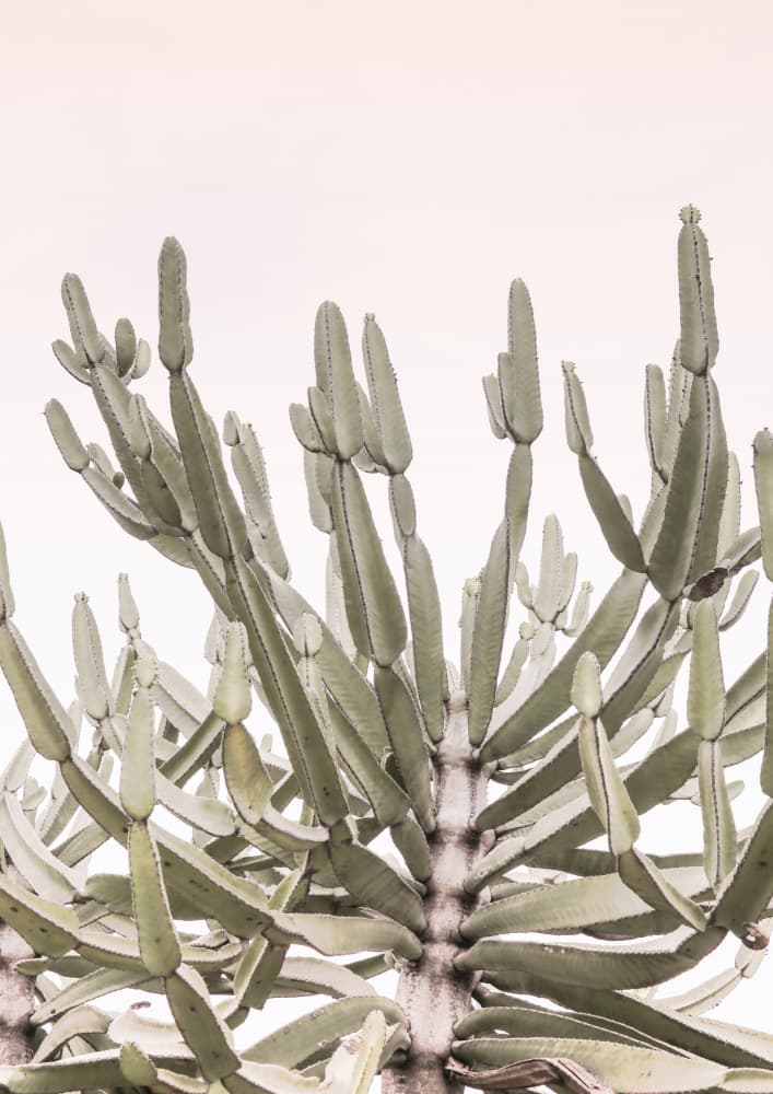 Serene Desert Growth by Shot by Clint — canvas wall art