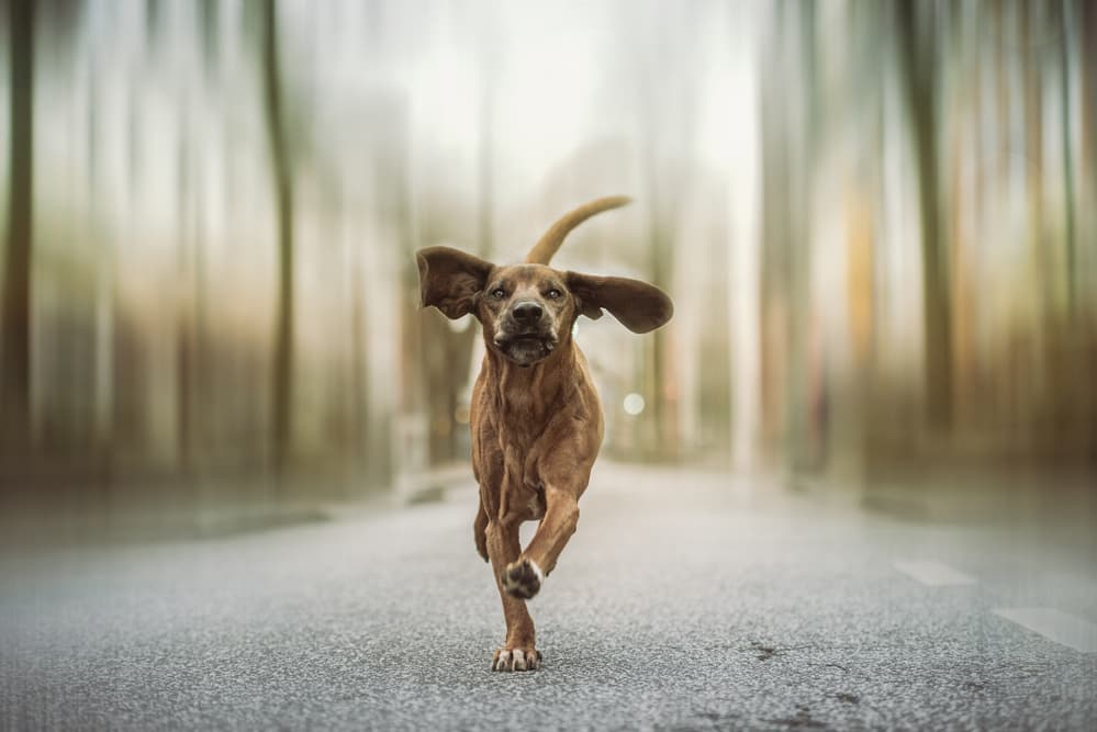 Running Dog Sprint by Heike Willers — canvas wall art