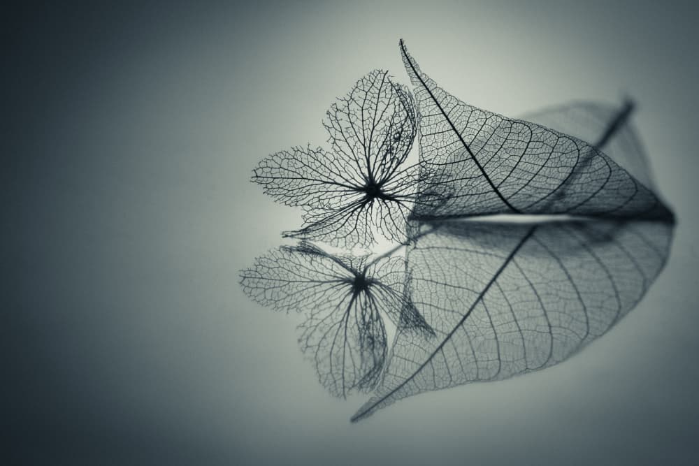 Ethereal Leaf Reflection by Shihya Kowatari — canvas wall art