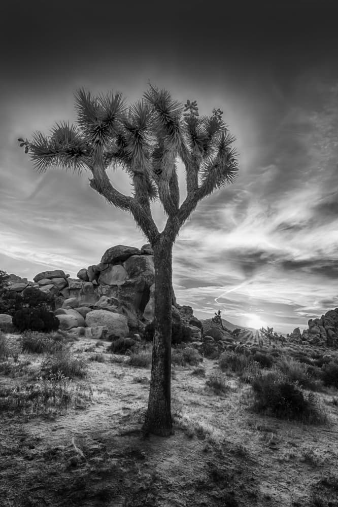 Solitary Joshua Tree Sunset by Melanie Viola — canvas wall art