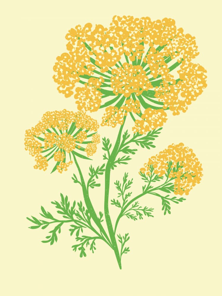 Vibrant Yellow Umbel by Nikita Jariwala — canvas wall art