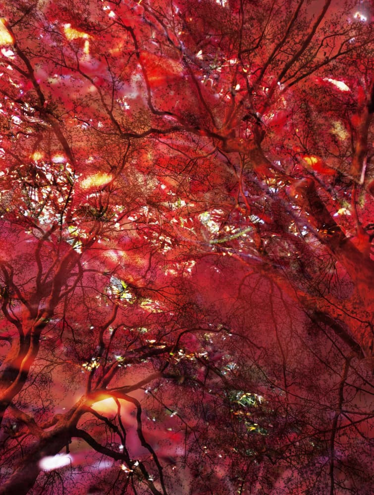 Crimson Tree Glow by Angelo Cerantola — canvas wall art