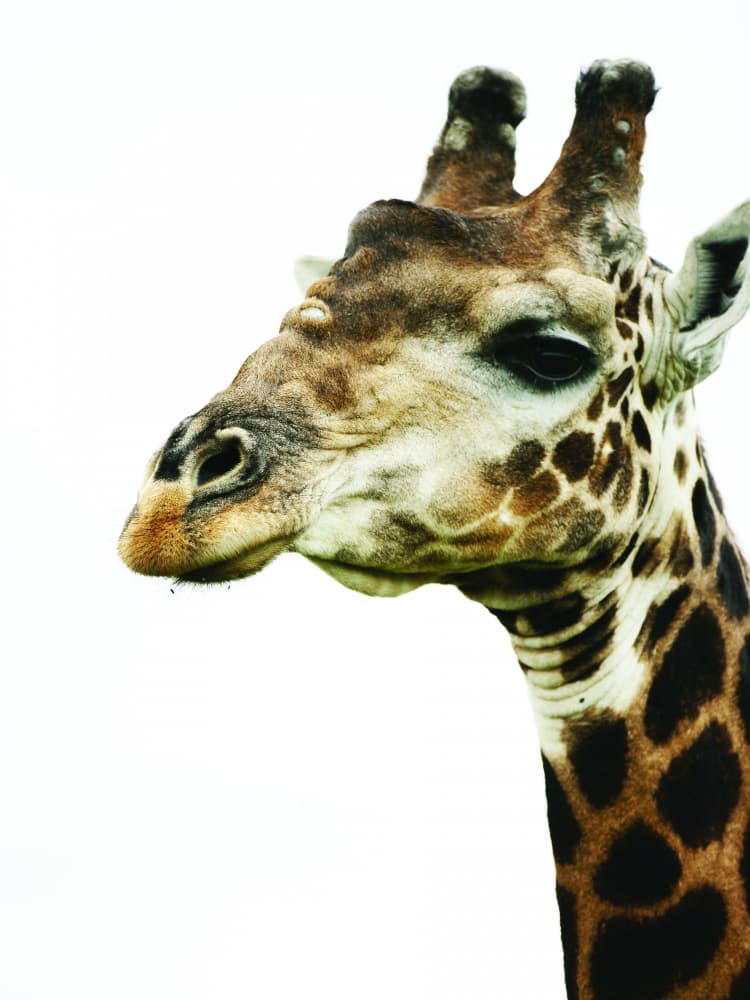 Giraffe's Graceful Gaze by Shot by Clint — canvas wall art