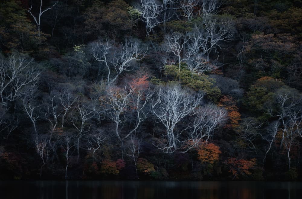 White Trees Dark Forest by K_Tsunoda — canvas wall art