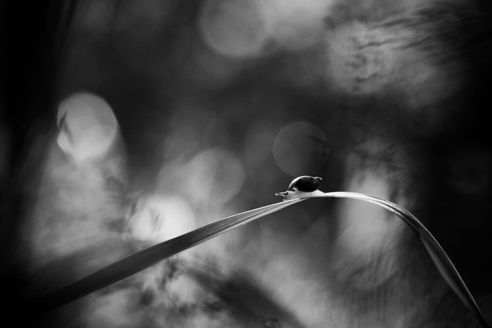 Tiny Snail Bokeh by Pali Gerec — canvas wall art