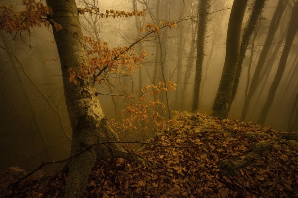 Misty Autumn Forest by Norbert Maier — canvas wall art