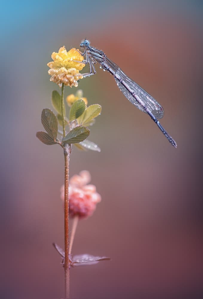 Blue Dragonfly Dewy Flower by Fabrizio Daminelli — canvas wall art