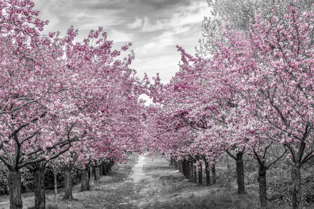 Pink Cherry Blossom Path by Melanie Viola — canvas wall art