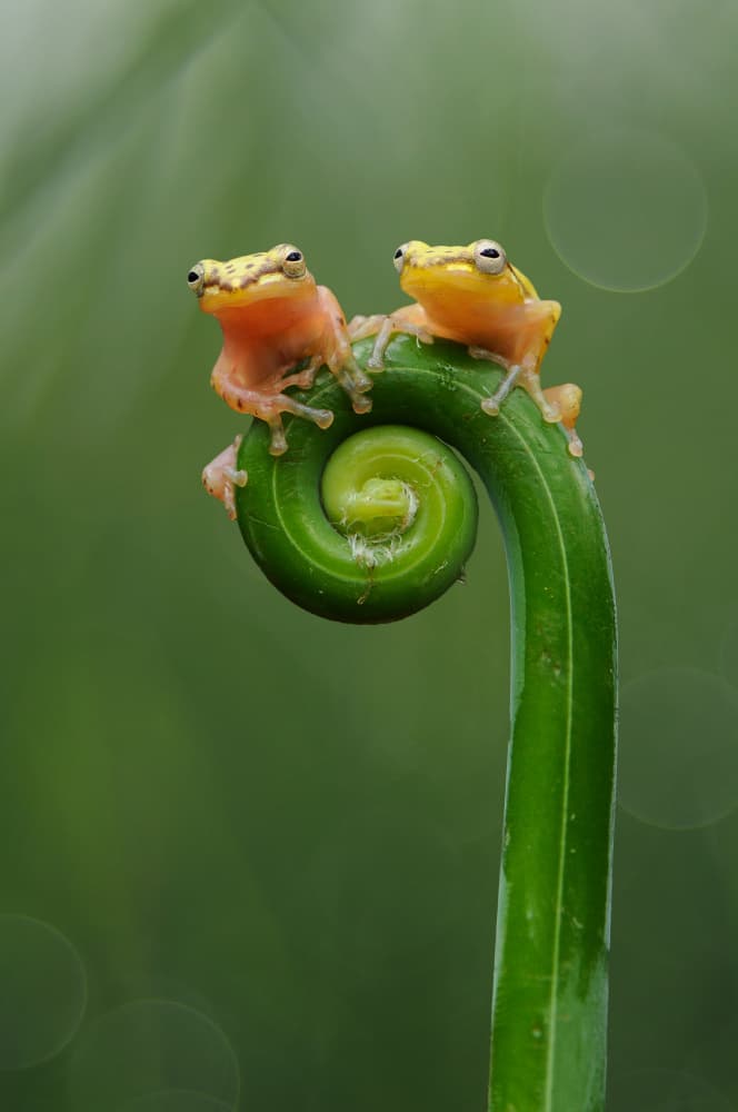 Two Frogs on Fern by Edy Pamungkas — canvas wall art