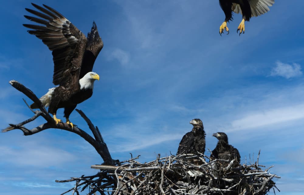 Bald Eagle Family Nest by Jane Lyons — canvas wall art