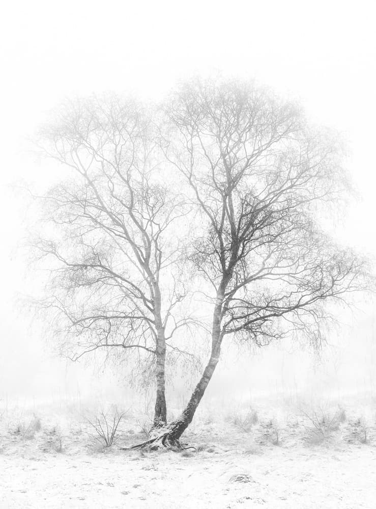 Misty Winter Trees by Greetje van Son — canvas wall art