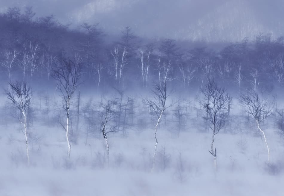 Misty Blue Forest by Kouji Tomihisa — canvas wall art