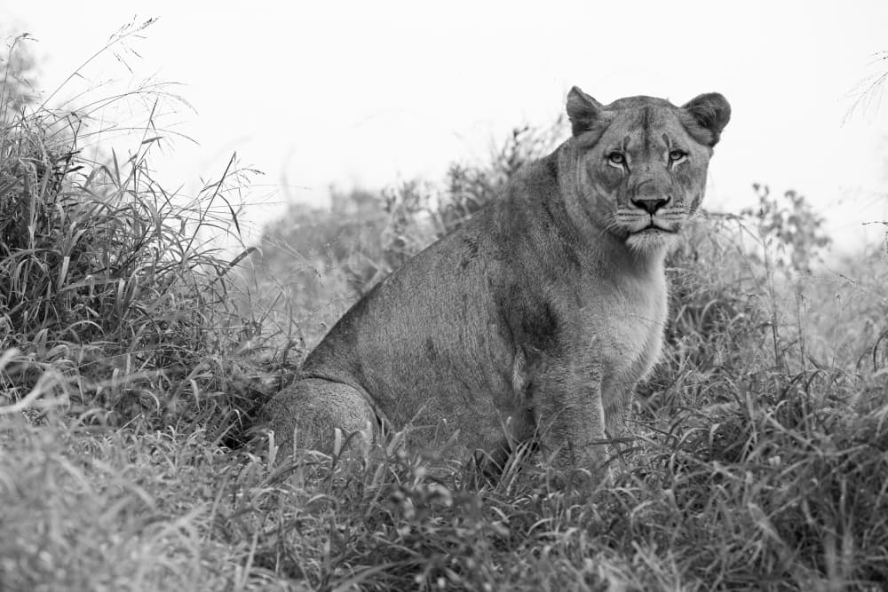 African Lioness Gaze by Marco Pozzi — canvas wall art