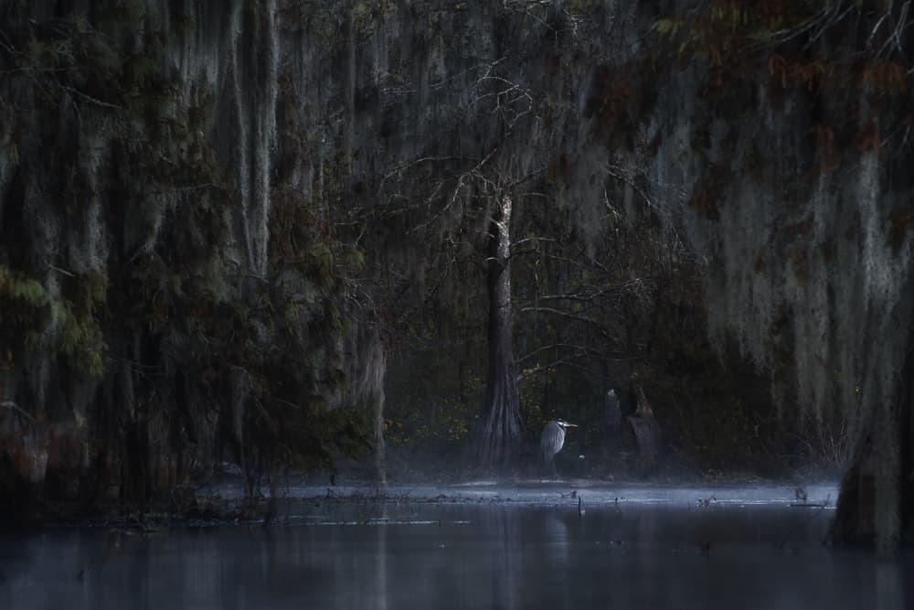 Heron In Misty Swamp by Roberto Marchegiani — canvas wall art