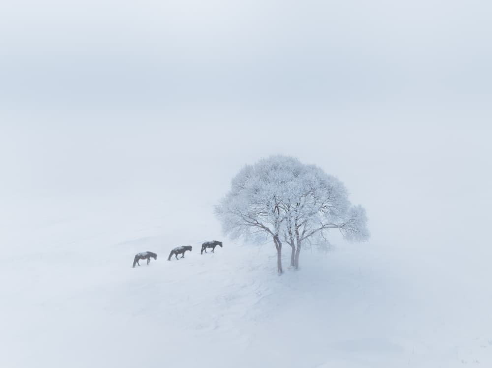 Winter Horses Frosty Tree by Bingo Z — canvas wall art