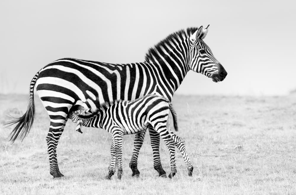 Mother Zebra Nursing Foal by MIN LI — canvas wall art