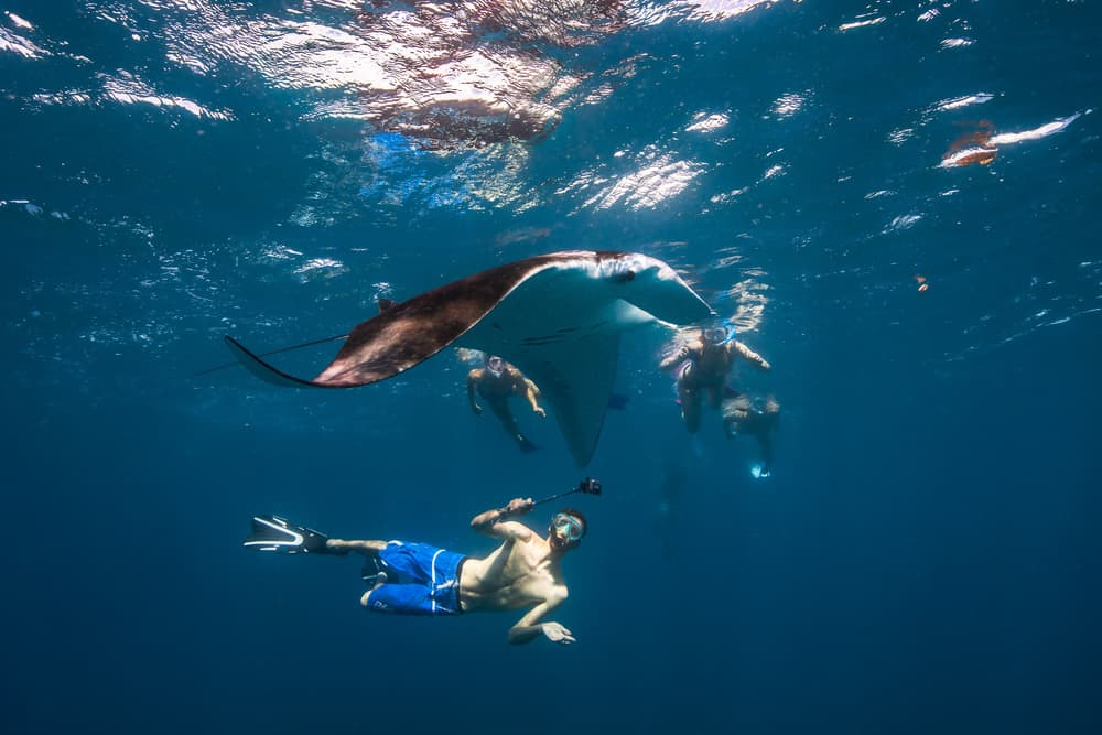 Manta Ray Swim by Barathieu Gabriel — canvas wall art