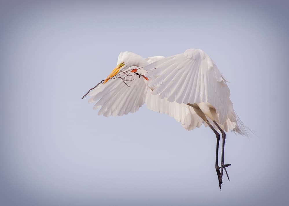 Graceful Egret Flight by Purple Bamboo — canvas wall art