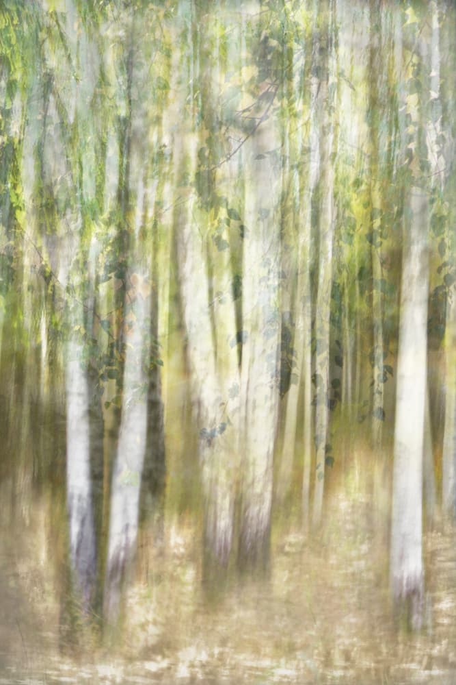 Dreamy Aspen Forest by Christina Sillen — canvas wall art