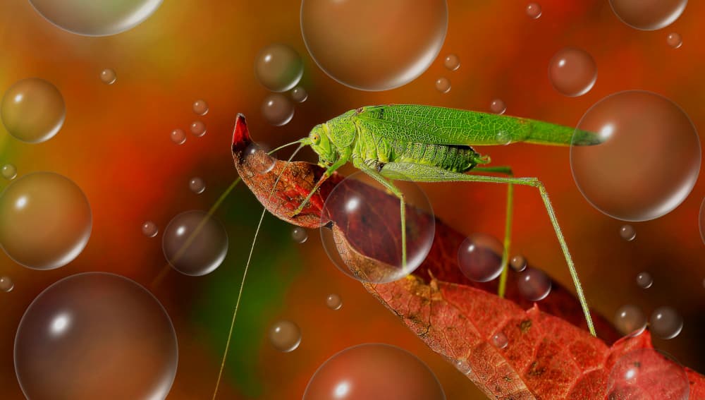 Green Grasshopper Bubbles by Thierry Dufour — canvas wall art