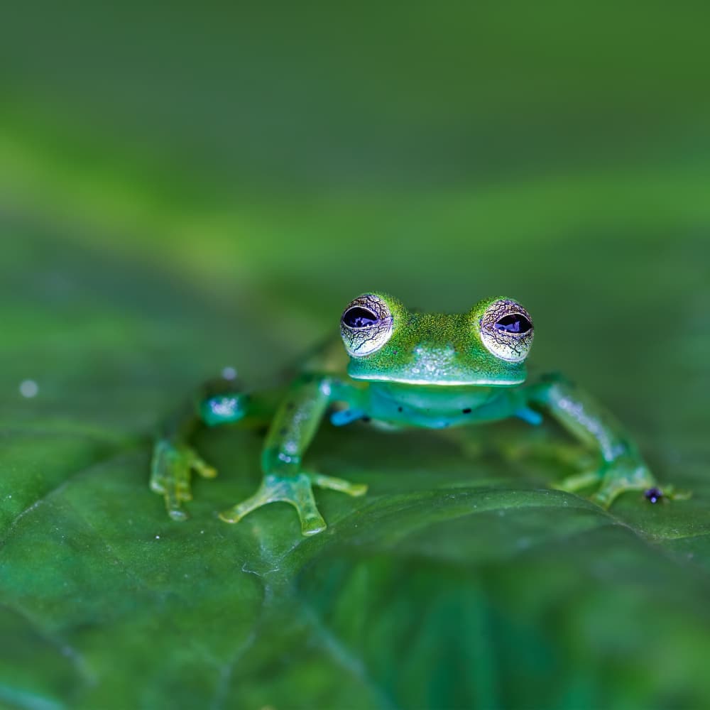 Green Glass Frog by GENNARO DI NOTO — canvas wall art