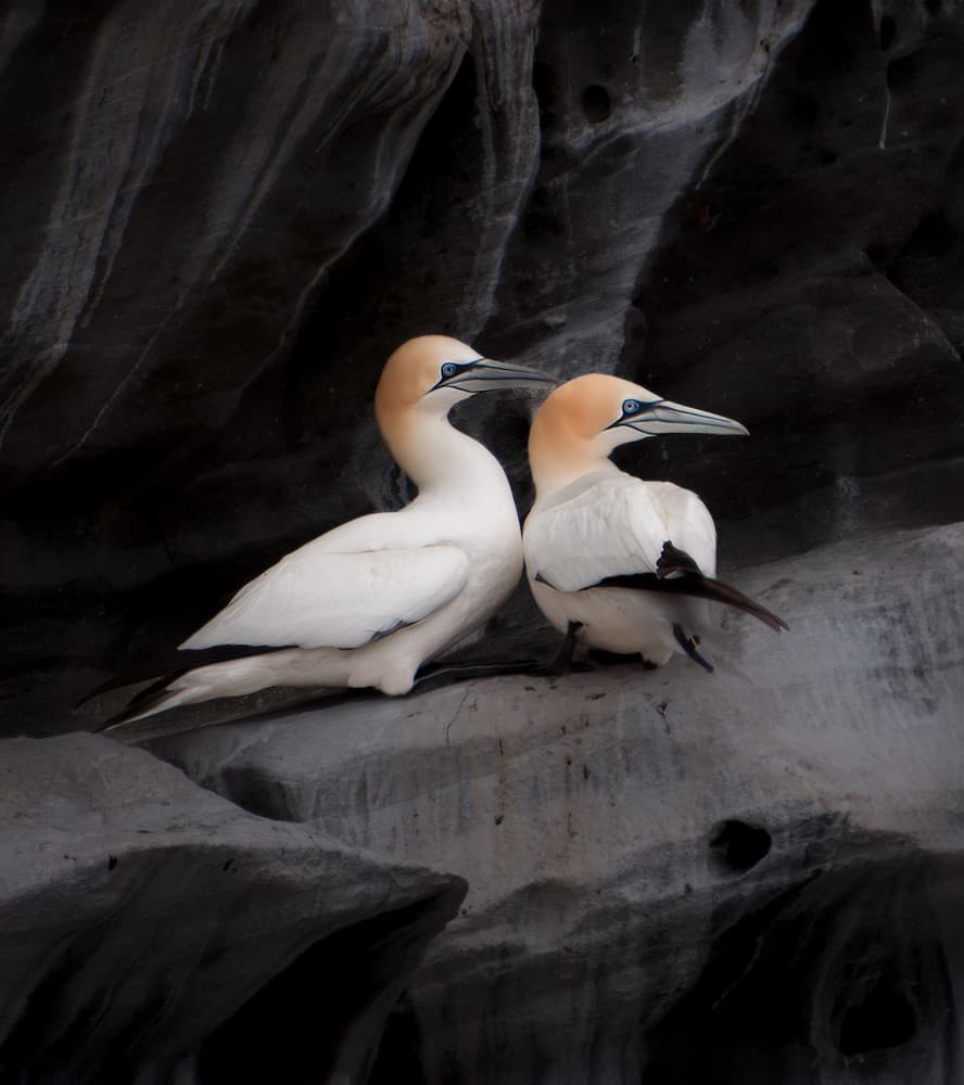 Gannet Pair on Rocks by Erik Engström — canvas wall art