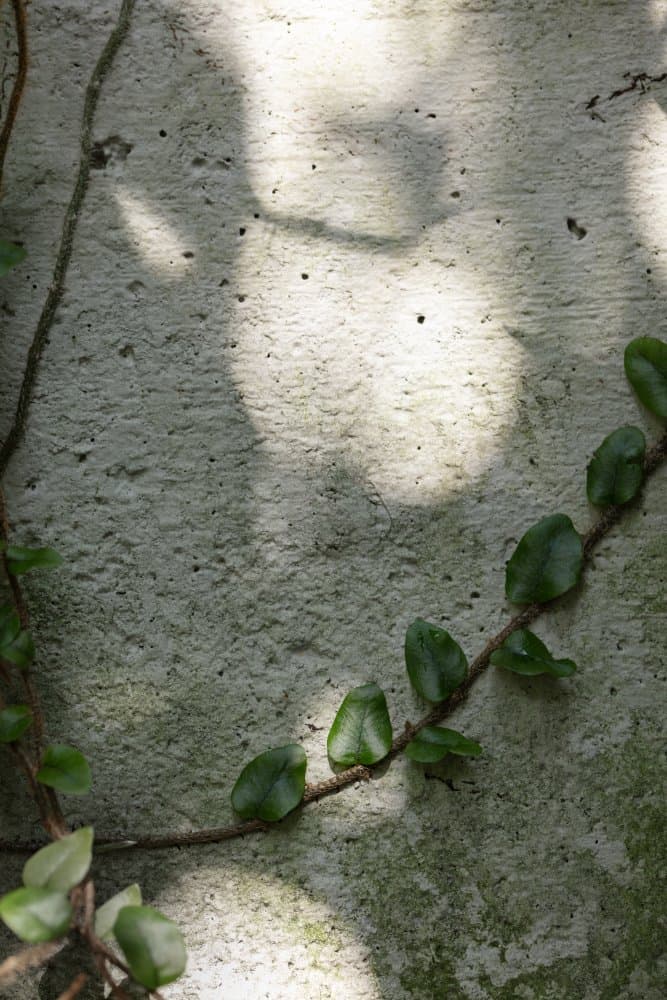 Climbing Vine Shadows by Pictufy Studio III — canvas wall art