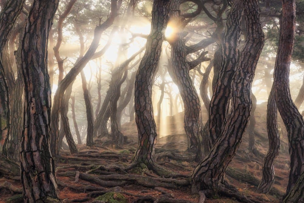 Enchanted Forest Morning by Tiger Seo — canvas wall art