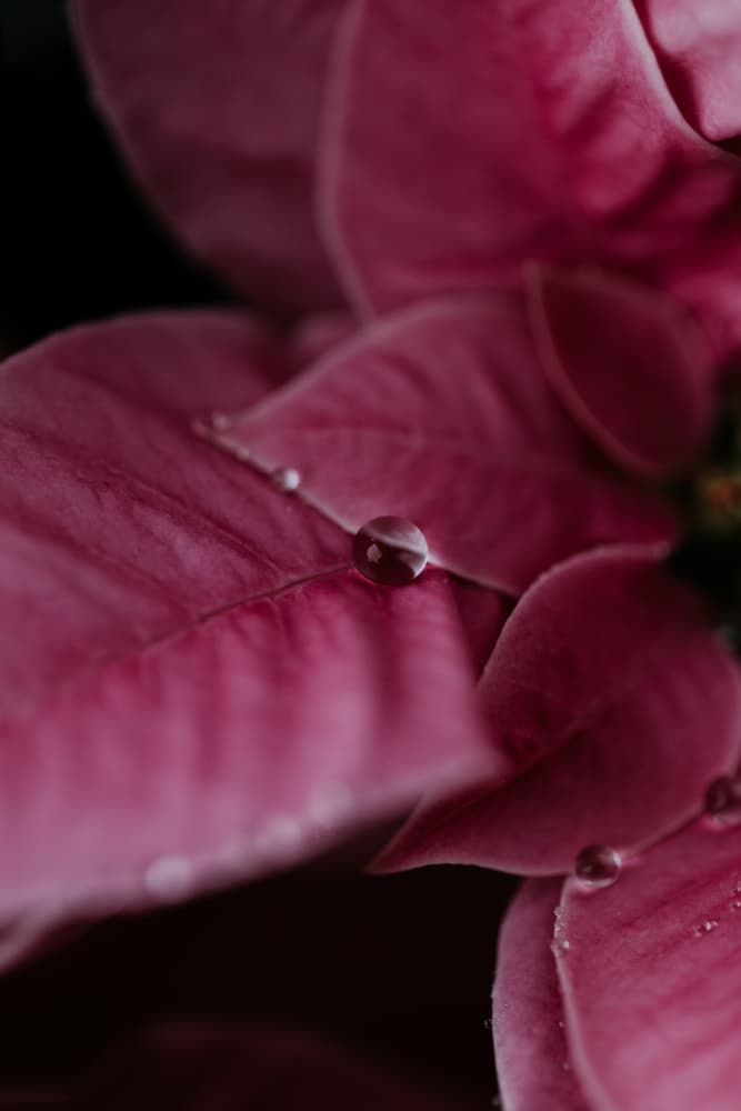 Pink Petal Dew Drops by Javier Pardina — canvas wall art