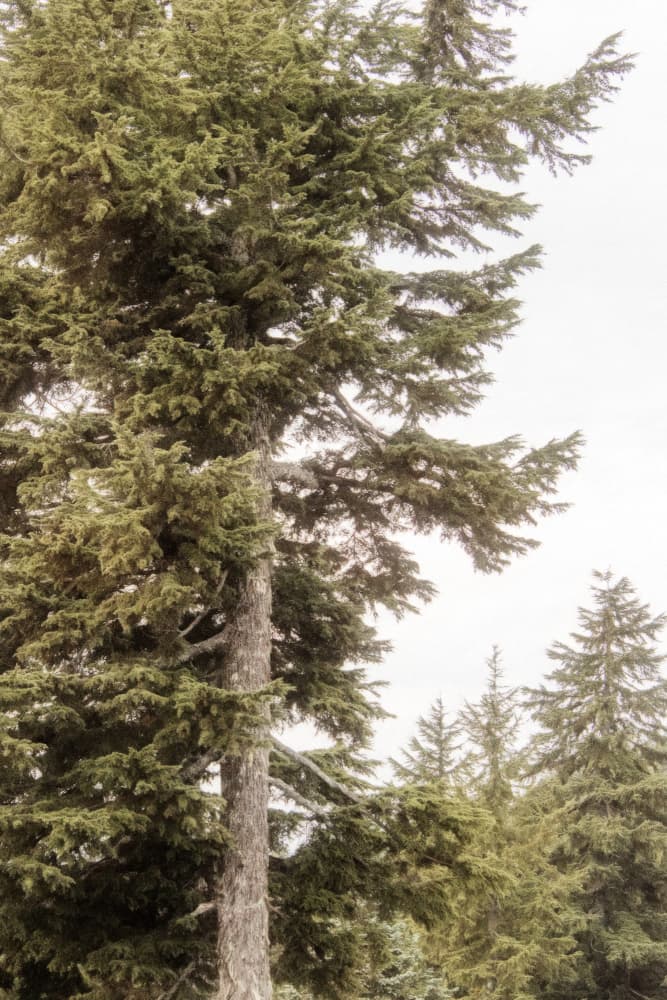 Winter Evergreen Forest by Lynann Colligan — canvas wall art