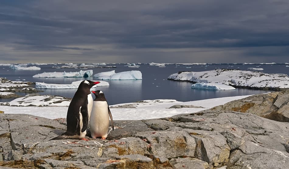 Antarctic Penguin Pair by Sergey Kokinskiy — canvas wall art