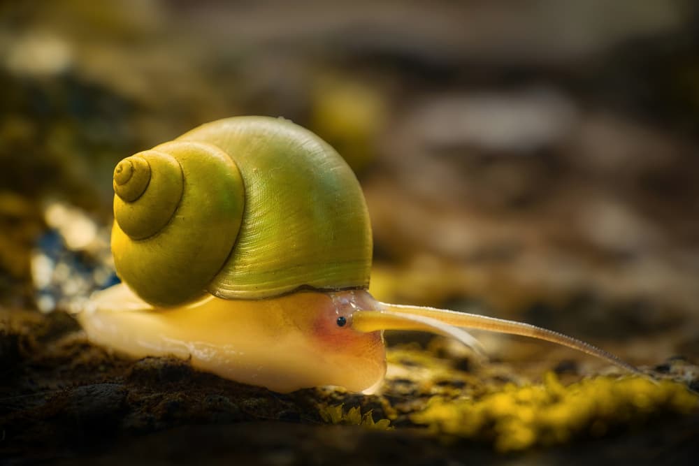 Peaceful Green Snail by MingLun Tsai (蔡明倫) — canvas wall art