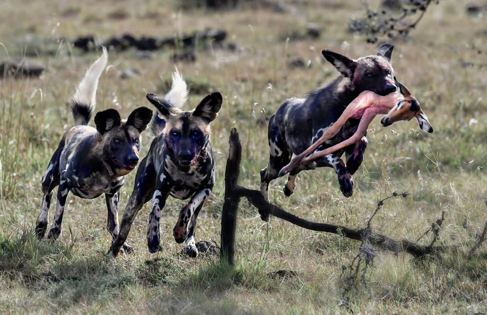 Wild Dogs on the Hunt by Jie Fischer — canvas wall art